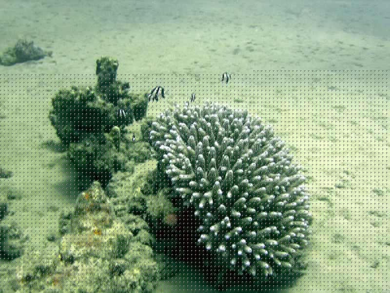 MANGROVE 07  2008 152.jpg